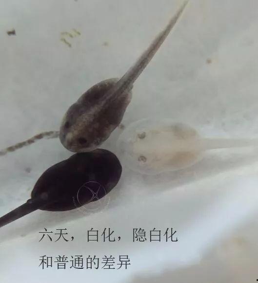 蝌蚪网国产,蝌蚪网引领绿色科技新潮流  第3张