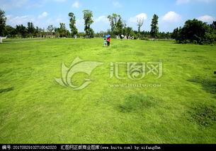 青青青草国产费观看,国产费观看的青春记忆  第2张