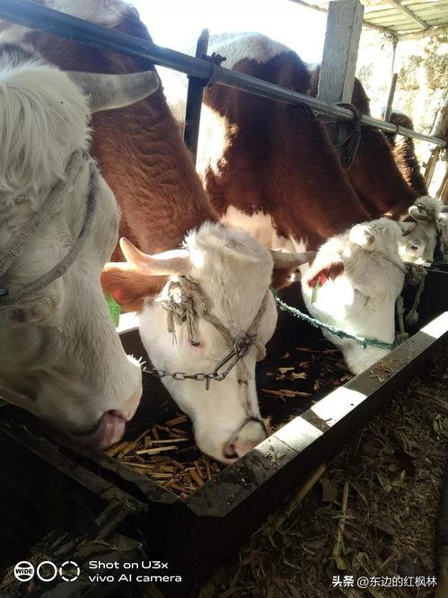 国产牛牛在线,创新游戏体验，引领休闲娱乐新潮流  第3张